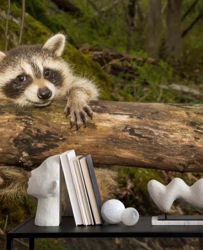 Baby Raccoon Wallpaper Mural