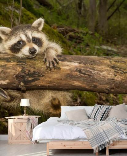 Baby Raccoon Wallpaper Mural