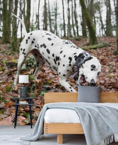 Black and White Spotted Dog Playing with Stick in Autumn Woodland Wallpaper