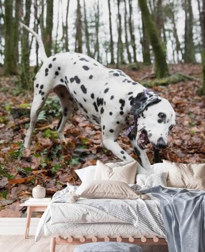 Black and White Spotted Dog Playing with Stick in Autumn Woodland Wallpaper Black and White Spotted Dog Playing with Stick in Autumn Woodland Wallpaper