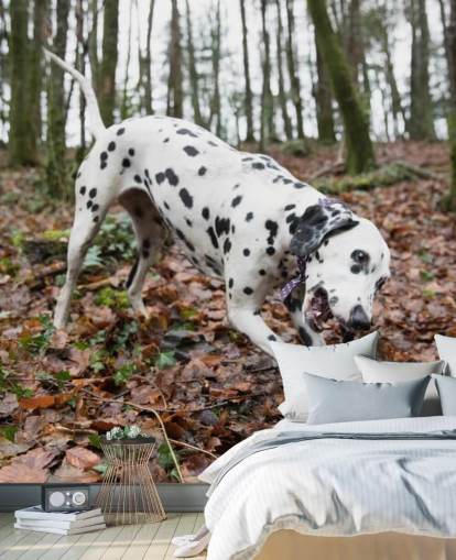 Black and White Spotted Dog Playing with Stick in Autumn Woodland Wallpaper