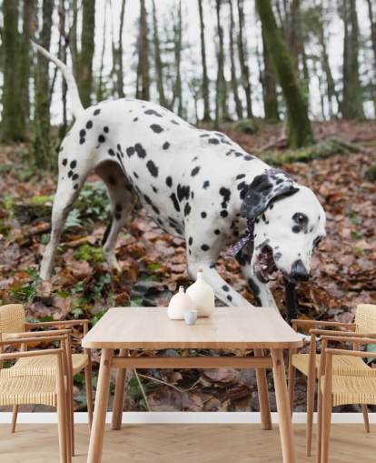 Cão manchado preto e branco brincando com pau no papel de parede da floresta de outono