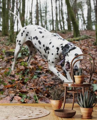 Papel pintado Perro manchado blanco y negro jugando con palo en otoño