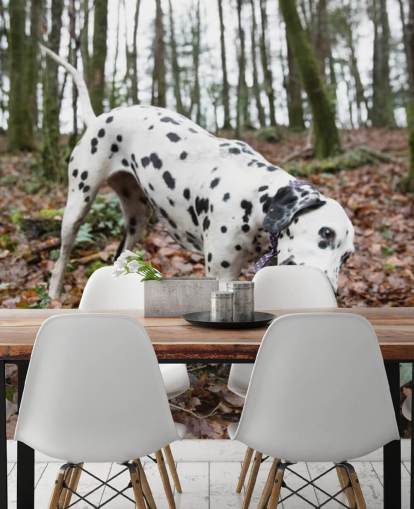 Schwarzweiß gefleckter Hund spielt mit Stock im Herbst Woodland Wallpaper