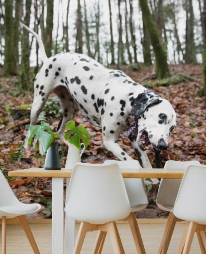 Papel pintado Perro manchado blanco y negro jugando con palo en otoño