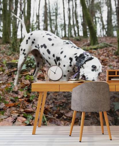 Black and White Spotted Dog Playing with Stick in Autumn Woodland Wallpaper