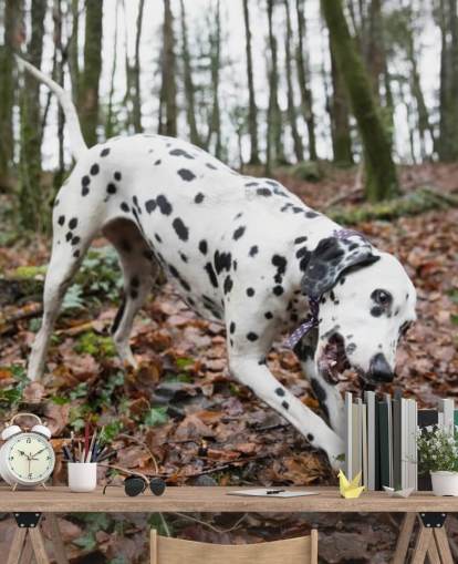 Black and White Spotted Dog Playing with Stick in Autumn Woodland Wallpaper