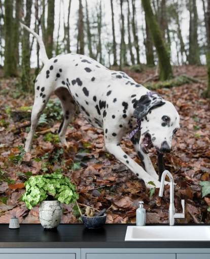 Black and White Spotted Dog Playing with Stick in Autumn Woodland Wallpaper