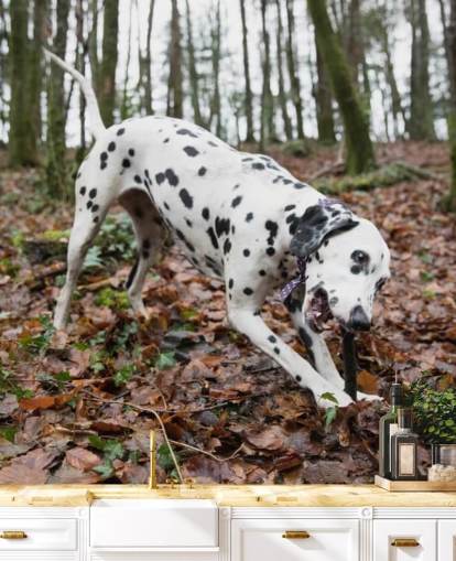 Black and White Spotted Dog Playing with Stick in Autumn Woodland Wallpaper