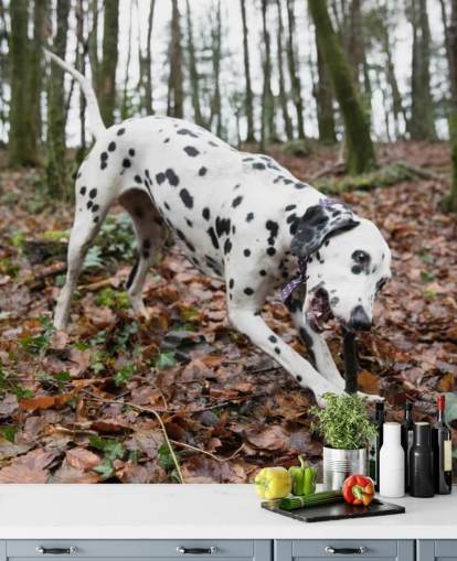 Black and White Spotted Dog Playing with Stick in Autumn Woodland Wallpaper
