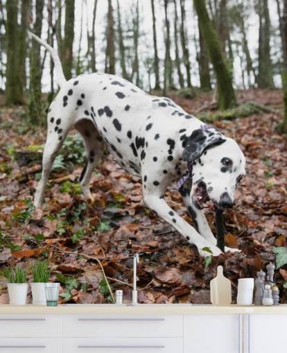 Black and White Spotted Dog Playing with Stick in Autumn Woodland Wallpaper