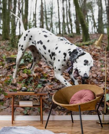Zwart en wit gevlekte hond spelen met stok in herfst Woodland behang Zwart en wit gevlekte hond spelen met stok in herfst Woodland behang