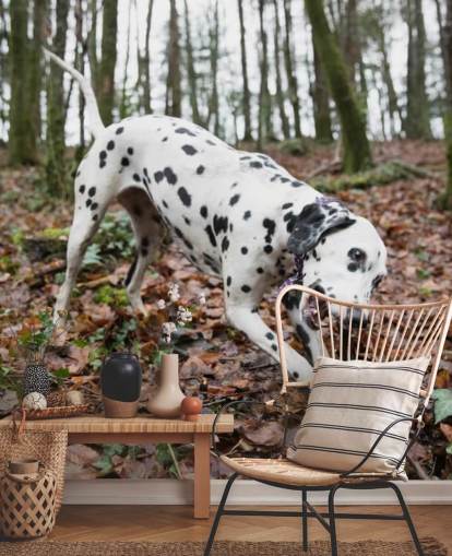 Schwarzweiß gefleckter Hund spielt mit Stock im Herbst Woodland Wallpaper
