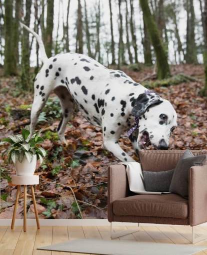 Black and White Spotted Dog Playing with Stick in Autumn Woodland Wallpaper