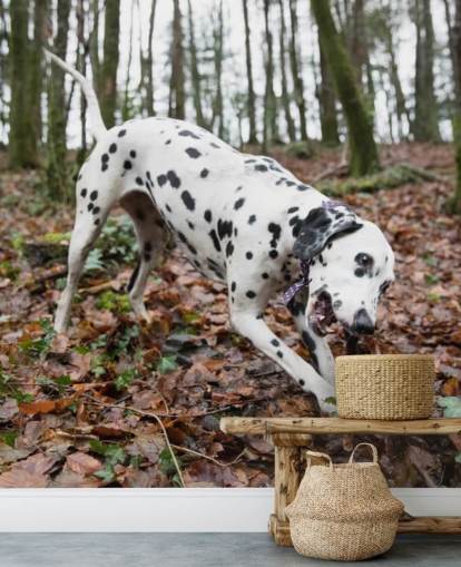 Black and White Spotted Dog Playing with Stick in Autumn Woodland Wallpaper Black and White Spotted Dog Playing with Stick in Autumn Woodland Wallpaper