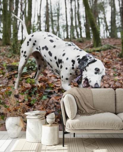 Papel pintado Perro manchado blanco y negro jugando con palo en otoño