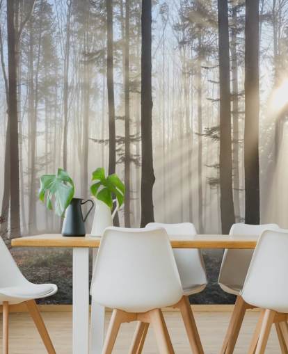 Tåkete Mørk Skog Bakgrunn