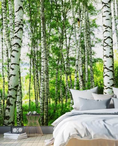 White Birch Trees and Green Leaves Wallpaper