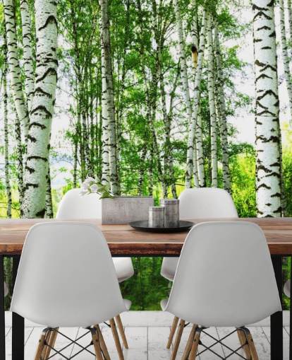 Papel de parede de bétula branca e folhas verdes Papel de parede de bétula branca e folhas verdes