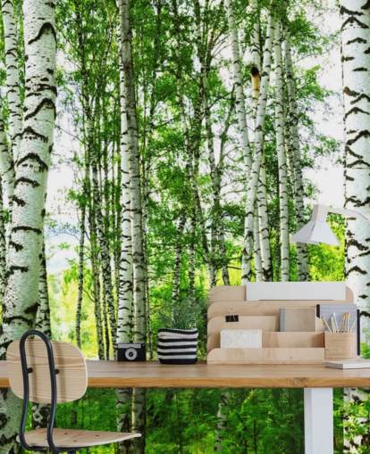 White Birch Trees and Green Leaves Wallpaper