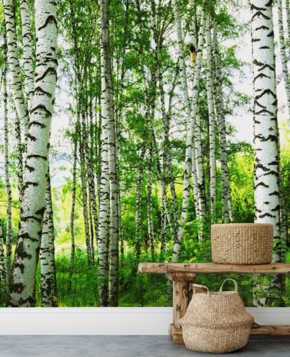 Vita björkar och gröna blad Bakgrund