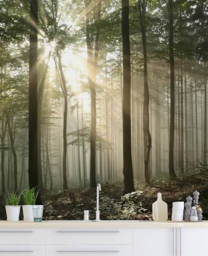 Sunrise in the Forest Wallpaper Sunrise in the Forest Wallpaper