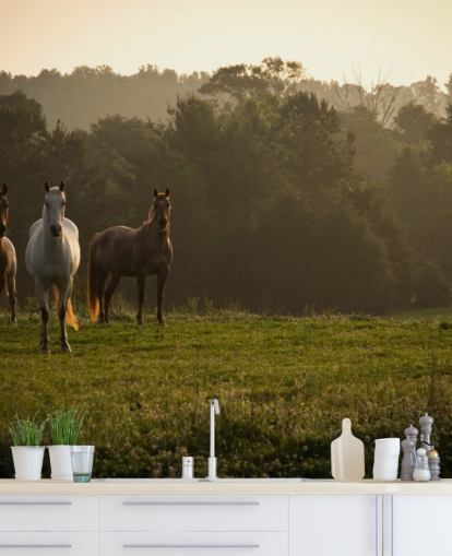 Three Wild Horses in Field Wallpaper Three Wild Horses in Field Wallpaper