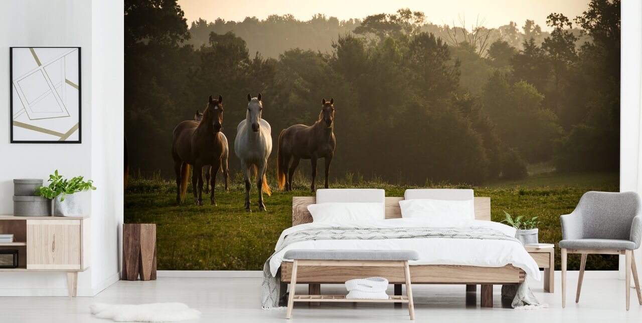 Tre vilde heste i Field Baggrund