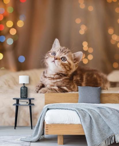 Brits kitten, Kerstmis en Nieuwjaar behang