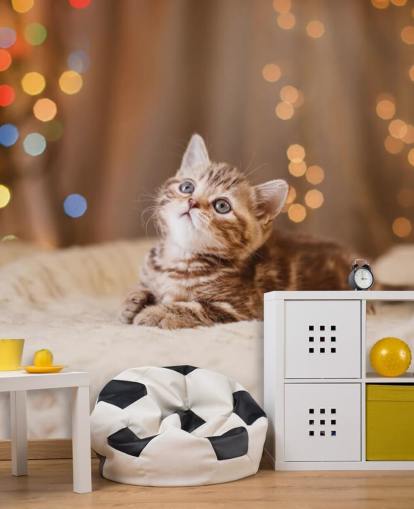 Papel de parede para celular gratis British kitten, Natal e Ano Novo Papel de parede para celular gratis British kitten, Natal e Ano Novo