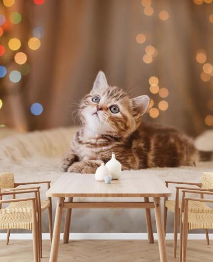 British kitten, Christmas and New Year wallpaper