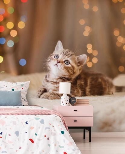 British kitten, Christmas and New Year wallpaper