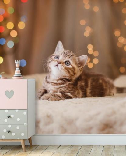 Fond d'écran chaton britannique, Noël et Nouvel An