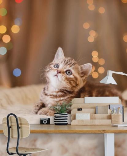British kitten, Christmas and New Year wallpaper
