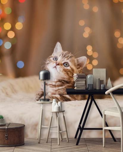 British kitten, Christmas and New Year wallpaper