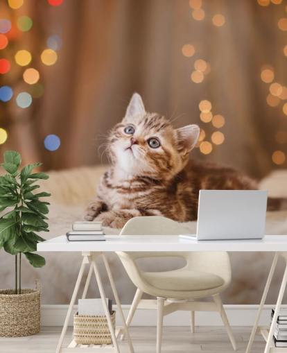 British kitten, Christmas and New Year wallpaper