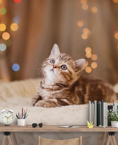 Descargar el fondo de pantalla Gatito británico, Navidad y Año Nuevo