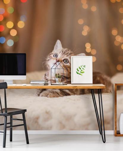 British kitten, Christmas and New Year wallpaper