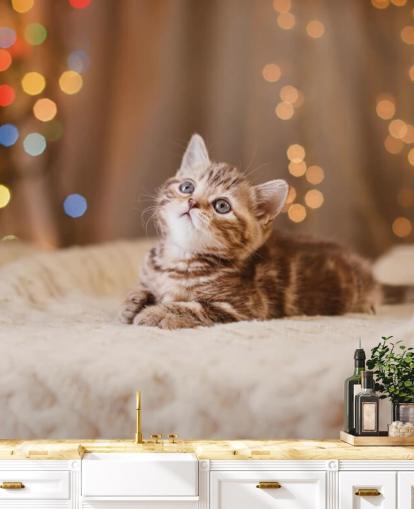 Descargar el fondo de pantalla Gatito británico, Navidad y Año Nuevo