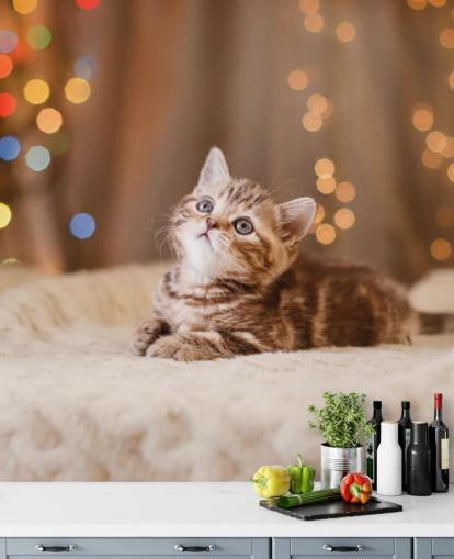 British kitten, Christmas and New Year wallpaper British kitten, Christmas and New Year wallpaper