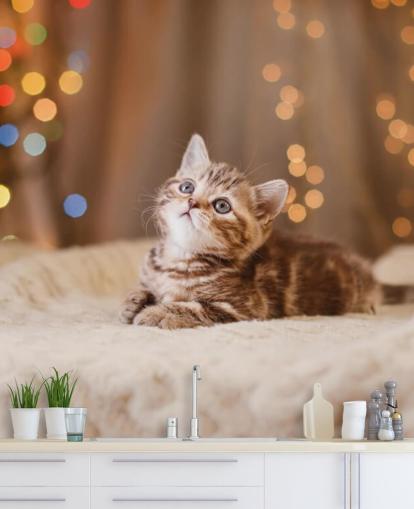 Brits kitten, Kerstmis en Nieuwjaar behang