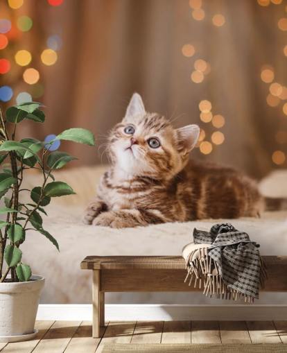 Brits kitten, Kerstmis en Nieuwjaar behang Brits kitten, Kerstmis en Nieuwjaar behang