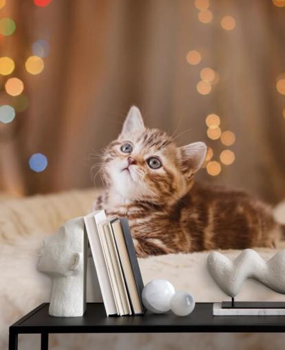 Descargar el fondo de pantalla Gatito británico, Navidad y Año Nuevo