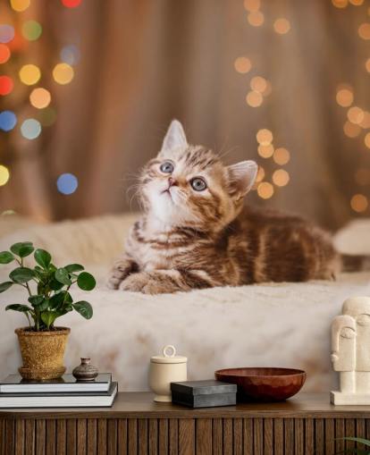 British kitten, Christmas and New Year wallpaper