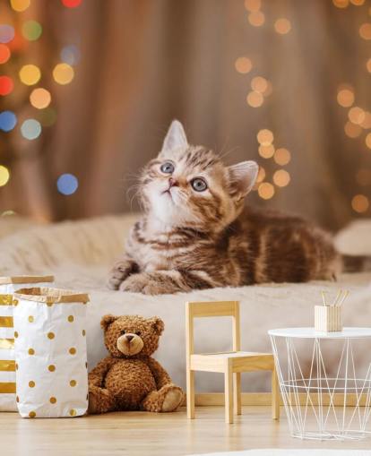 British kitten, Christmas and New Year wallpaper