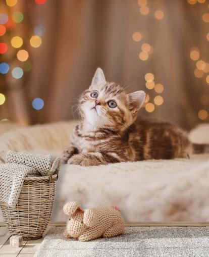 British kitten, Christmas and New Year wallpaper