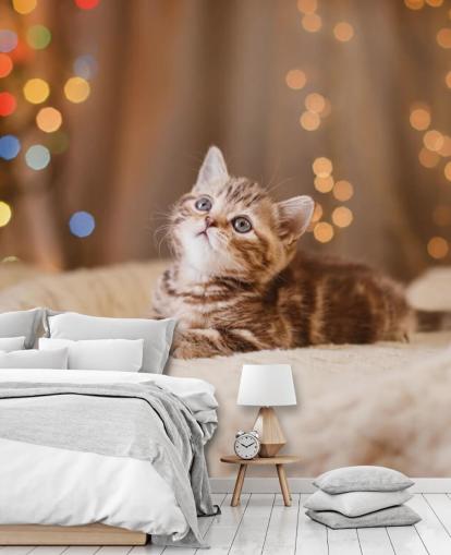 British kitten, Christmas and New Year wallpaper