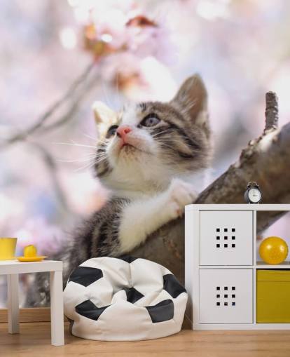 Kitten op Blossom Tree Branch Muurschildering