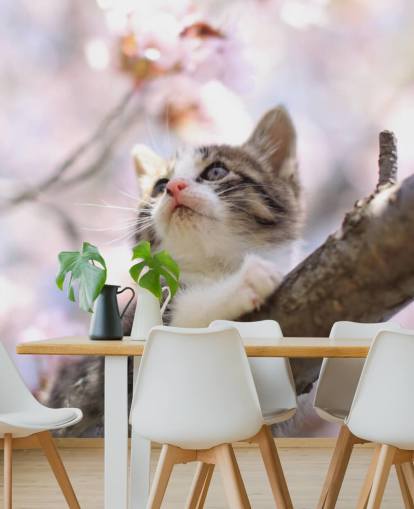 Kitten on Blossom Tree Branch Wall Mural Kitten on Blossom Tree Branch Wall Mural