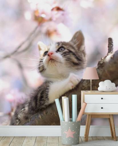 Kätzchen auf Blüte Baum Ast Fototapete